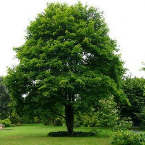 Несколько биологических фактов про кленовый лист. Общее описание 08