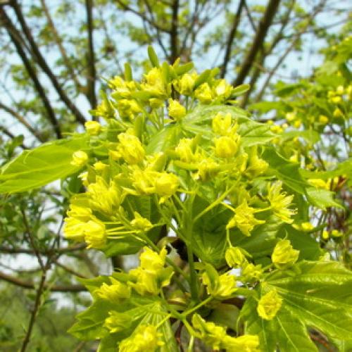 Несколько биологических фактов про кленовый лист. Общее описание 03