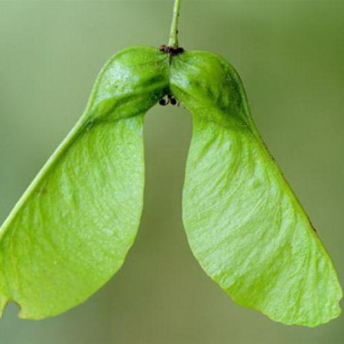 Несколько биологических фактов про кленовый лист. Общее описание 05