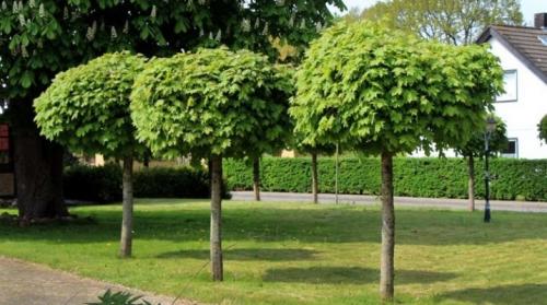 Клен приметы. Клен на участке: плюсы и минусы этого дерева, его условия выращивания