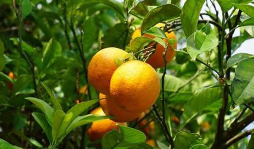 Mandarin страна. Страна родина мандаринов