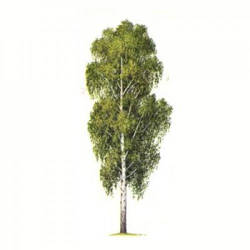 Загадка про клен для детей короткие. Загадки про клён для детей 08