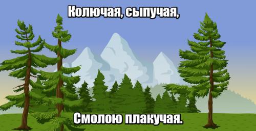 Загадка про сосну. Загадки про сосну для детей