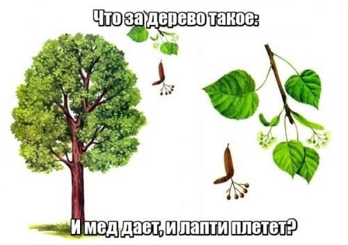 Загадка про липу. Загадки про липу для детей