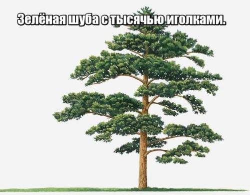 Загадка про сосну. Загадки про сосну для детей