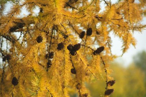 Лиственница интересные факты. Интересные факты о лиственнице