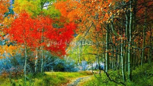 Загадка про клен для детей короткие. Загадки про клён для детей 09