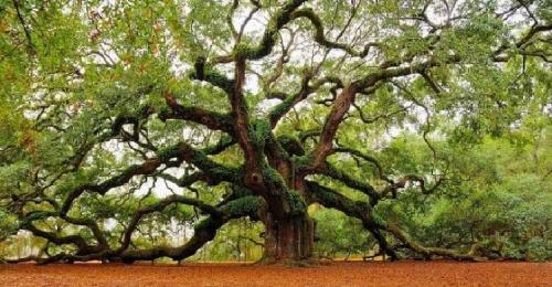 16 интересных фактов о клёне. Дерево клен, где растет и описание видов 06 16 интересных фактов о клёне. Дерево клен, где растет и описание видов 06