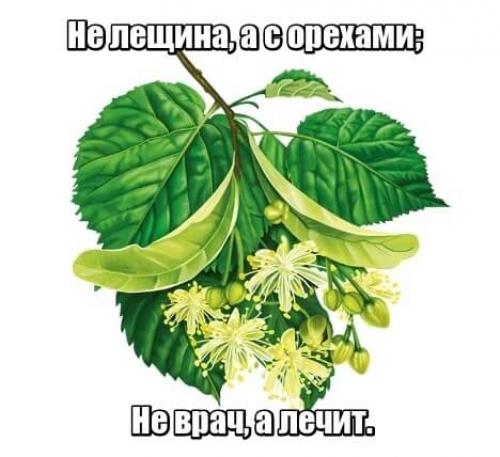 Загадка про липу. Загадки про липу для детей