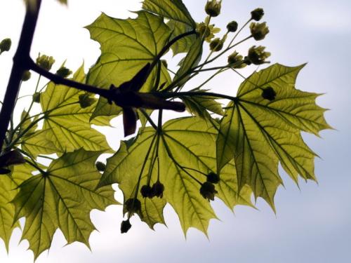 16 интересных фактов о клёне. Дерево клен, где растет и описание видов