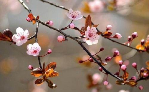 16 интересных фактов о клёне. Дерево клен, где растет и описание видов 04 16 интересных фактов о клёне. Дерево клен, где растет и описание видов 04