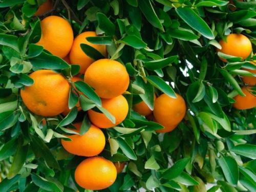 На чем растут апельсины. Описание апельсинового дерева