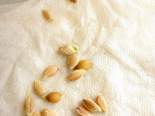 История происхождения и родина мандарина. Родина «золотых» фруктов 06