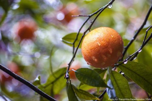 About mandarin fruit. Interesting facts about mandarin oranges
