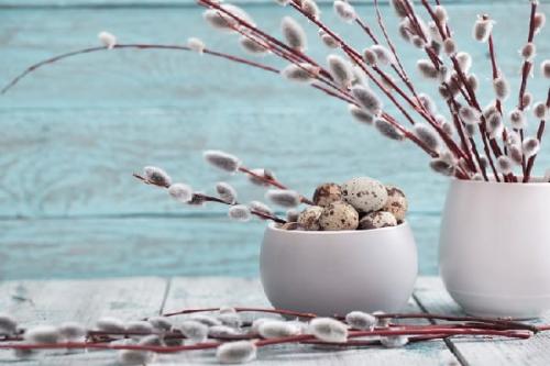 Верба возле дома приметы. Приметы про вербу