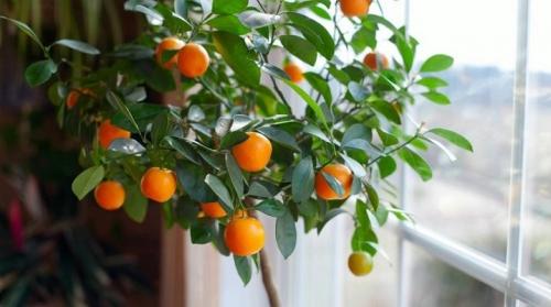 Как вырастить mandarin из косточки в домашних условиях. Как вырастить мандарин из косточки в домашних условиях?