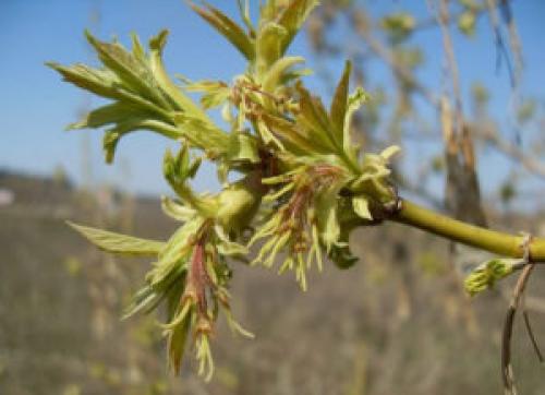 Дерево с сережками, как у клена. История распространения