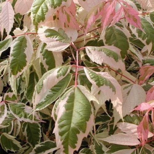 Почему клён вредное дерево. Как американский клен сбежал из оранжереи и пошел гулять по России 05