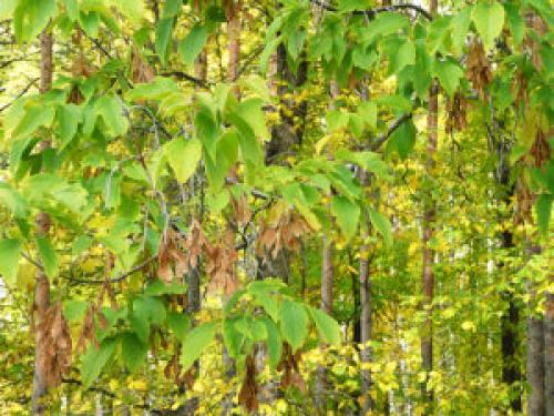 Дерево с сережками, как у клена. История распространения