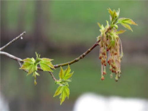 Дерево с сережками, как у клена. История распространения