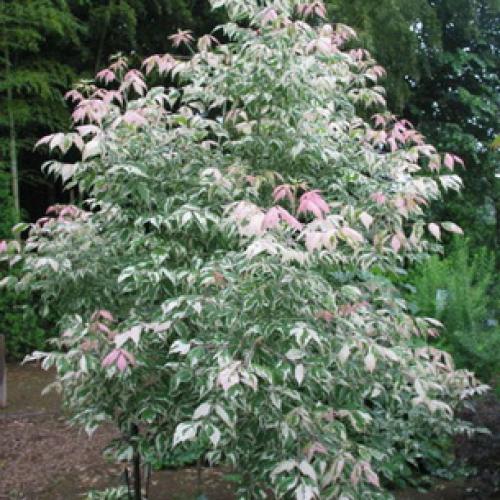 Почему клён вредное дерево. Как американский клен сбежал из оранжереи и пошел гулять по России 06