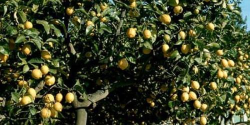 Грейпфрут это ягода или фрукт. Цитрусовое дерево грейпфрут