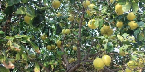 Грейпфрут это ягода или фрукт. Цитрусовое дерево грейпфрут