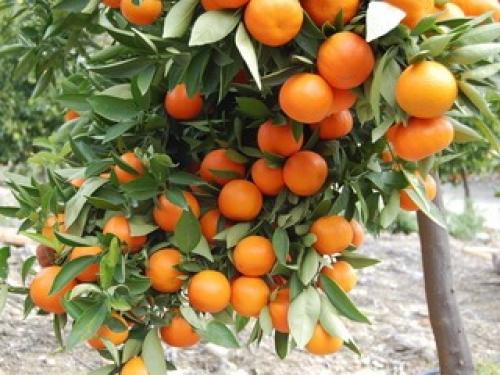 Грейпфрут это ягода или фрукт. Цитрусовое дерево грейпфрут