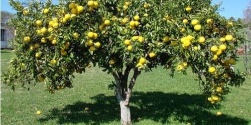 Грейпфрут это ягода или фрукт. Цитрусовое дерево грейпфрут