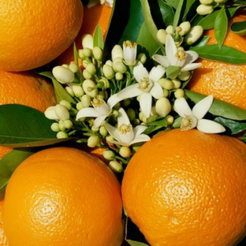 Доклад о мандариновом дереве. Как выглядит мандариновое дерево 03