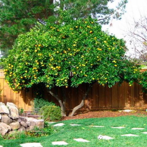 Доклад о мандариновом дереве. Как выглядит мандариновое дерево 01