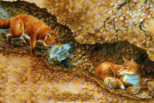 50 самых интересных фактов о лисах. Факты о лисе обыкновенной