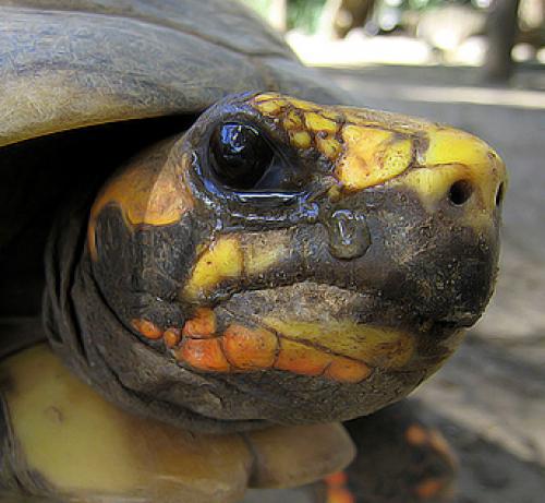 Интересные факты о черепахах. Черепаха – старинная рептилия