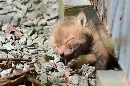 50 самых интересных фактов о лисах. Факты о лисе обыкновенной