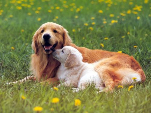 Топ-10 фантастических фактов о лисах. Факты о домашних лисах. 10 интересных фактов о лисах 14