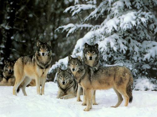 Интересные факты про волка. Интересные факты о волках