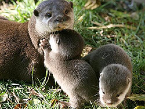 Факты о выдрах. 20 интересных фактов о выдрах