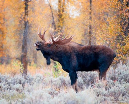 Интересные факты о лосях. Внешний вид