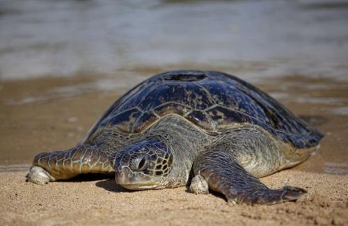 Интересные факты о черепахах. Черепаха – старинная рептилия