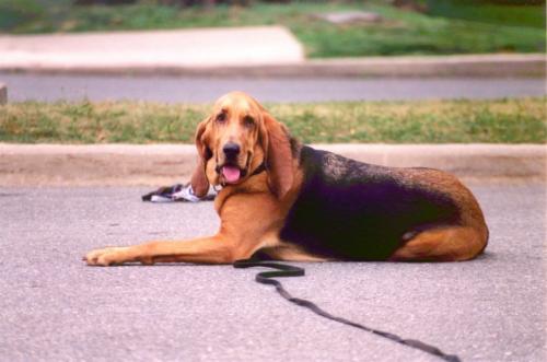 Топ-10 фантастических фактов о лисах. Факты о домашних лисах. 10 интересных фактов о лисах 12