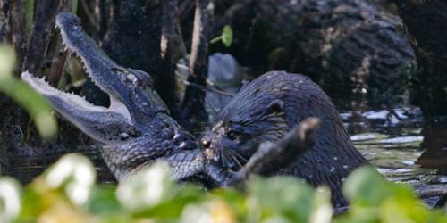 Факты о выдрах. 20 интересных фактов о выдрах