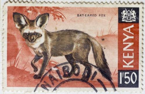 Интересные факты о большеухих лисицах. Большеухая лисица