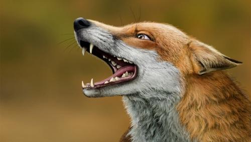 50 фактов о лисах. Хитрая лиса (лисица)