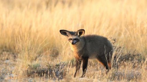 Интересные факты о большеухих лисицах. Большеухая лисица