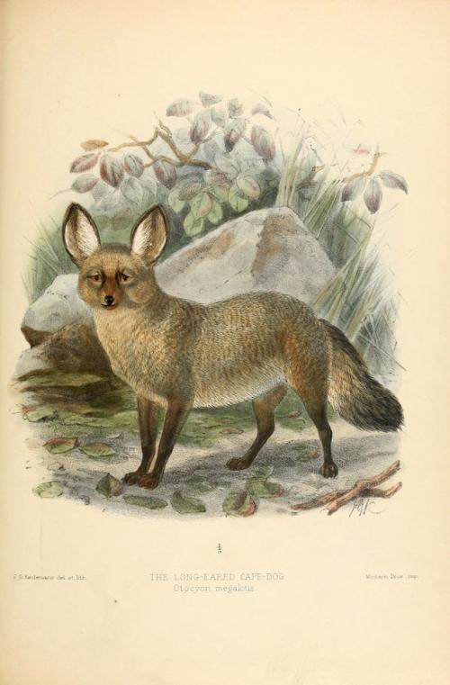 Интересные факты о большеухих лисицах. Большеухая лисица