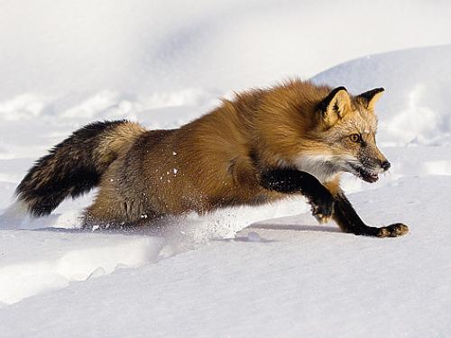 Хитрость лисы. Лисьи хитрости