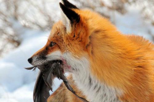 Действительно ли лисы хитрые. Действительно ли лиса хитрая, как в сказках? 01