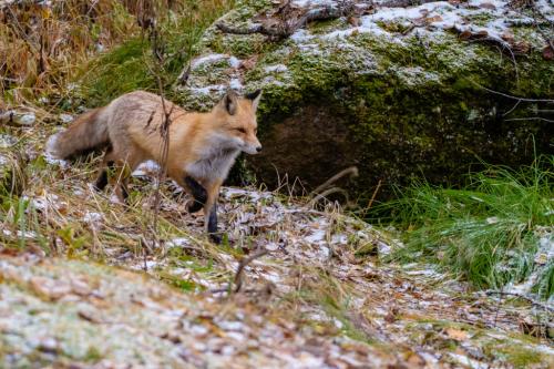 Лисий характер у человека. Описание тотема