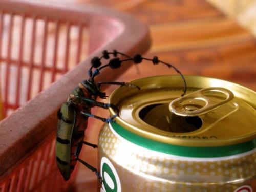 Пиво и красота: как девушки превращают пиво в стильный аксессуар 05