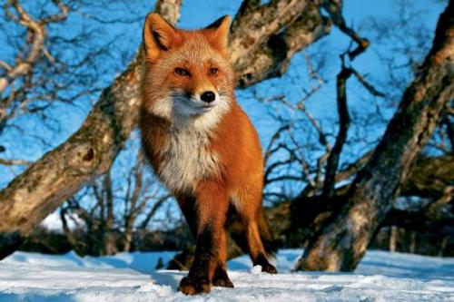 Интересные факты про лис. Хитрая лиса (лисица)